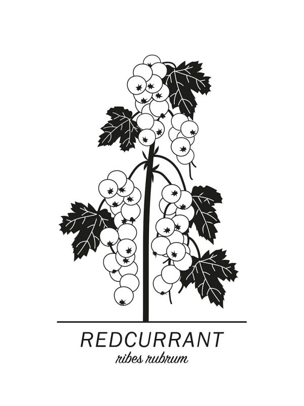 Redcurrant Jetzt online – Bild 2