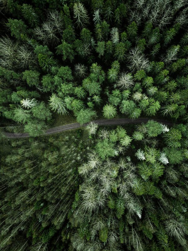 Path in forest Online – Bild 2