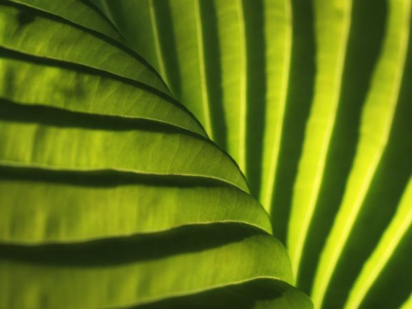 Waves Mode – Bild 2