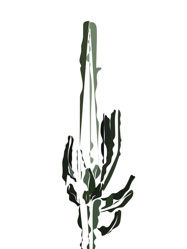 Cactus Online-Verkauf – Bild 2