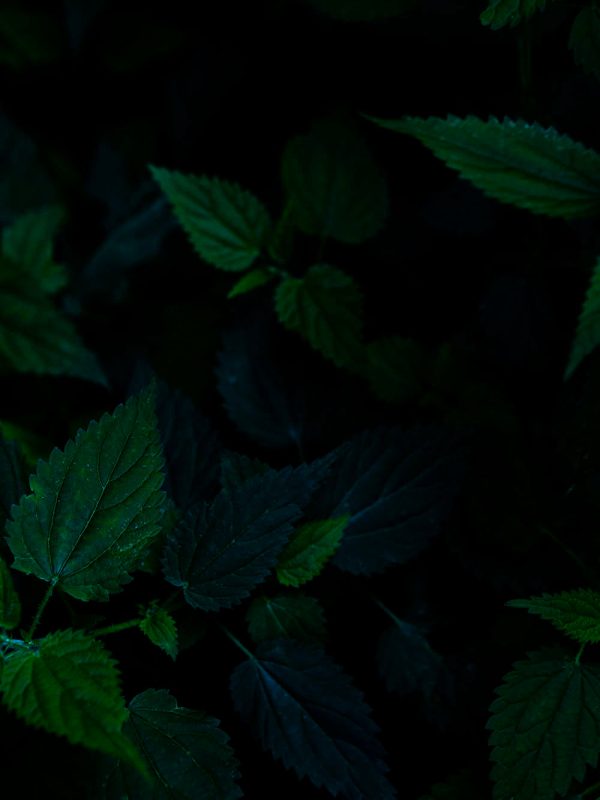 Nettle (Urtica dioica) Rabatt – Bild 2