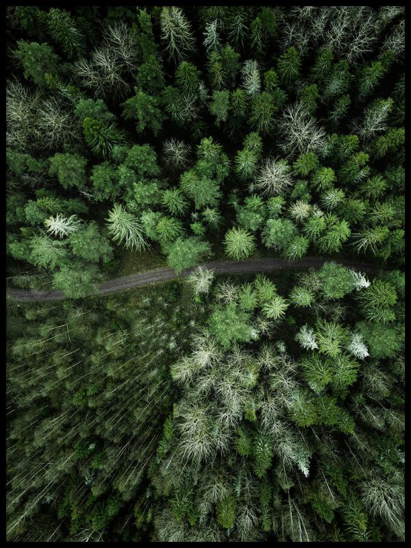 Path in forest Online