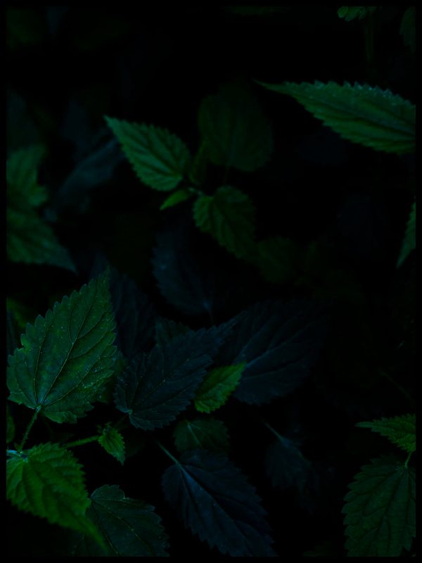 Nettle (Urtica dioica) Rabatt