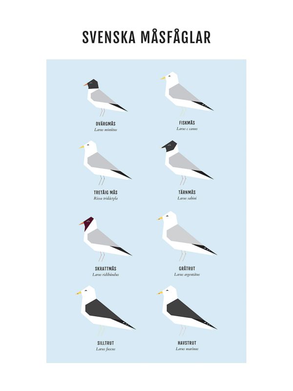 Gulls Mode – Bild 2