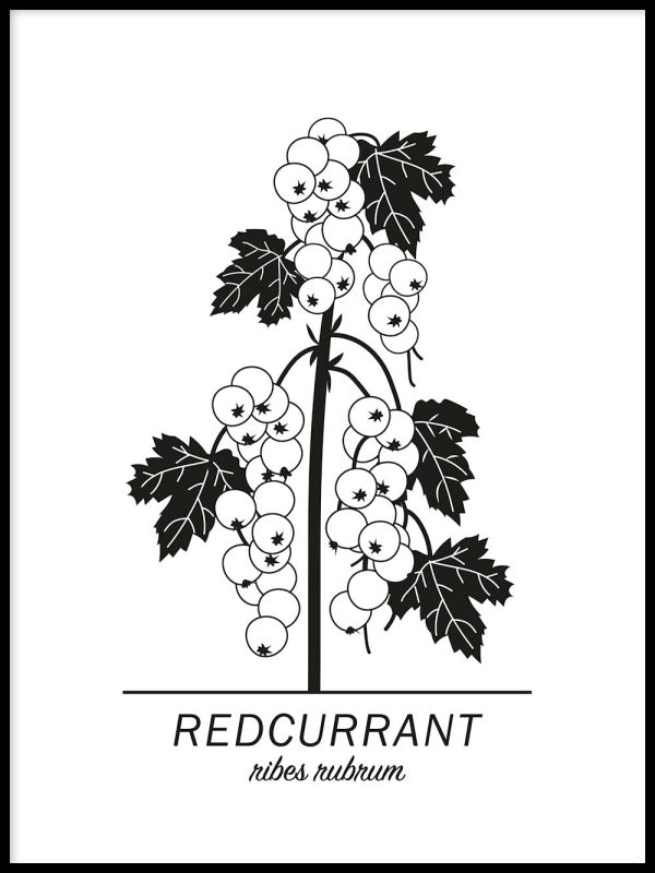 Redcurrant Jetzt online
