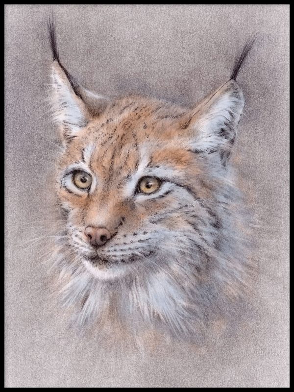 The secret of the Lynx Rabatt